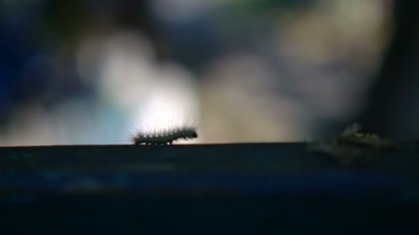 Slow Motion: Макро пушистая гусеница, идущая по руке, и зеленый размытый фон — стоковое видео