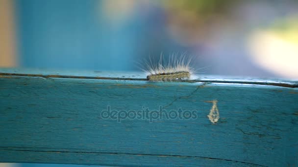 Slowmotion: Makro lurviga caterpillar promenader å och grön oskärpa bakgrund — Stockvideo
