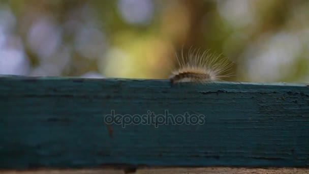 Movimiento lento: Oruga peluda de macro caminando en la mano y fondo borroso verde — Vídeos de Stock