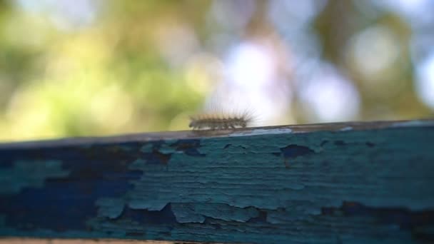 Movimento lento: Macro lagarta peluda andando sobre a mão e fundo borrão verde — Vídeo de Stock