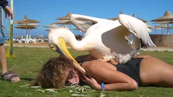 Pelican massage en ung vacker flicka på stranden — Stockvideo