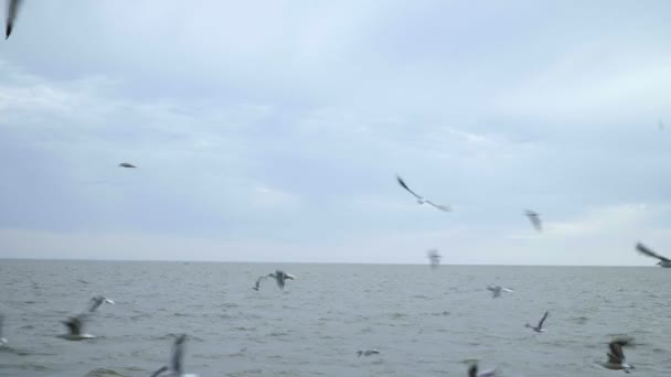 Gaivota voando em câmera lenta — Vídeo de Stock