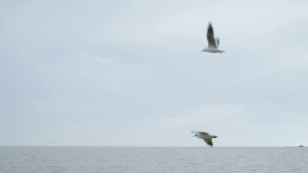 Gaivota voando em câmera lenta — Vídeo de Stock