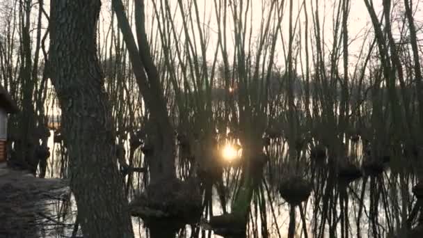 Tree remnant in swamp at sunset. — Stock Video