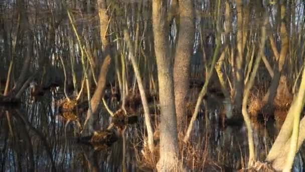 Tree remnant in swamp at sunset. — Stock Video