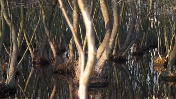 Boom overblijfsel in moeras bij zonsondergang. — Stockvideo