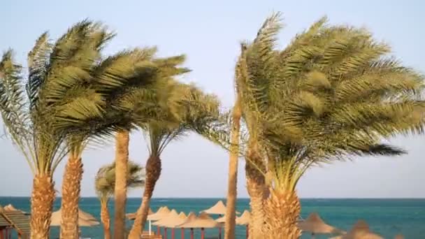 Palmiers exotiques vers lagon bleu cristallin sur belle île tropicale en été ensoleillé — Video