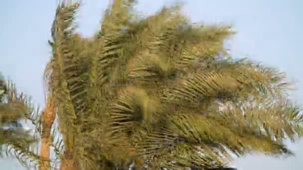 Exotische Palmen in Richtung kristallklare blaue Lagune auf wunderschöner tropischer Insel im sonnigen Sommer — Stockvideo