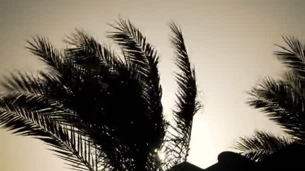 Palmeiras tropicais oscilam no vento ao pôr do sol — Vídeo de Stock
