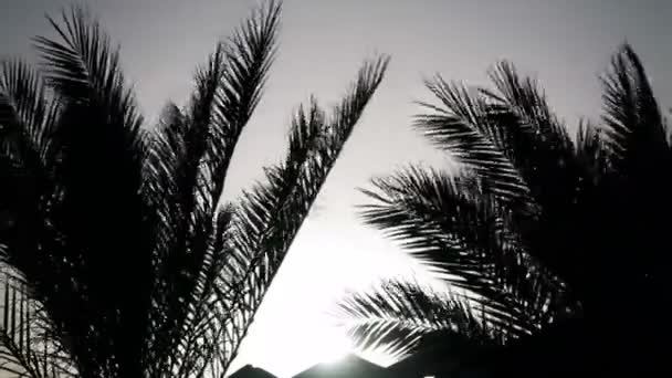 Τροπικούς φοίνικες που κυριαρχεί στην αιολική στο ηλιοβασίλεμα — Αρχείο Βίντεο