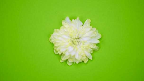 ROTATION : Une fleur tourne sur un fond vert. Vue du dessus — Video