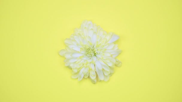 Rotation: eine Blume rotiert auf gelbem Hintergrund. Ansicht von oben — Stockvideo