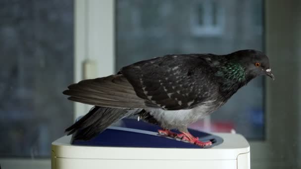 Dove on the window — Stock Video