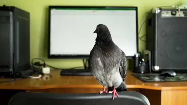 コンピューターの近くの鳩 — ストック動画