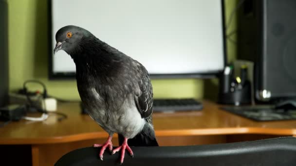 Pigeon near the computer — Stock Video