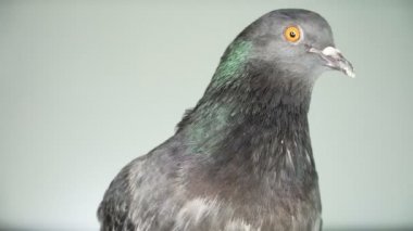 Güvercin beyaz ekran