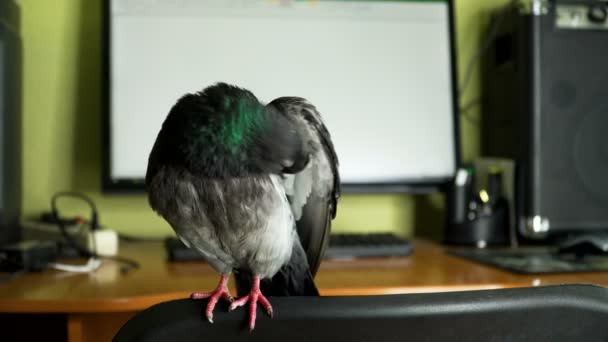 鸽子在计算机附近 — 图库视频影像