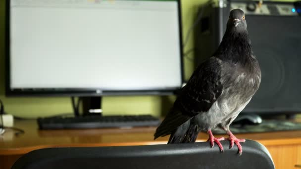 Bilgisayarın yakınında güvercin — Stok video