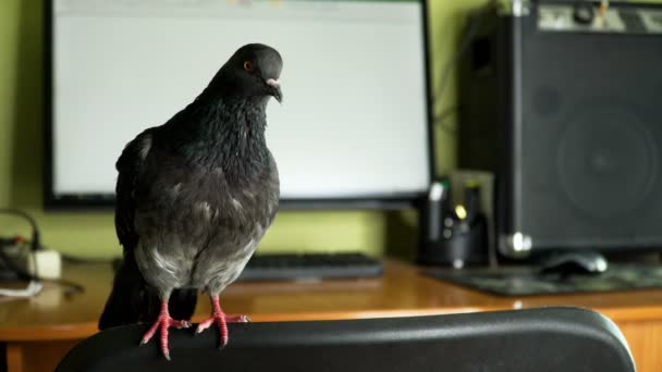 Pigeon near the computer — Stock Video