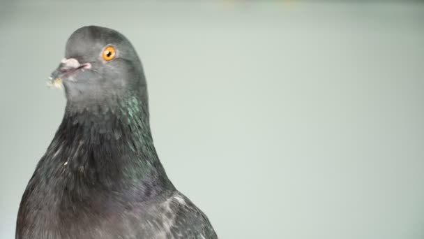 Taube auf der weißen Leinwand — Stockvideo