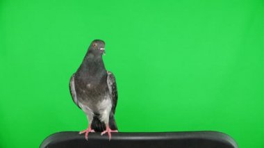 yeşil ekranda güvercin