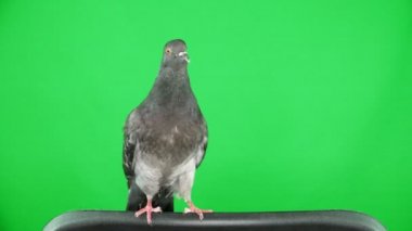 yeşil ekranda güvercin