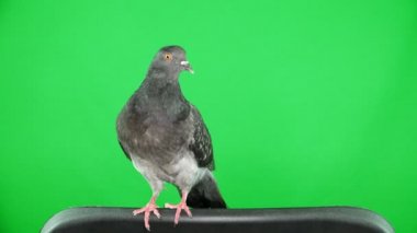 yeşil ekranda güvercin