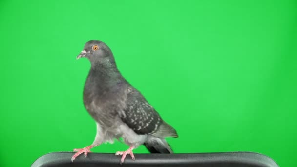 녹색 화면에 비둘기 — 비디오