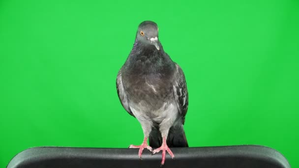 Dove on the green screen — Stock Video
