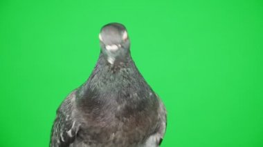 Yakın çekim. Yeşil ekranda güvercin
