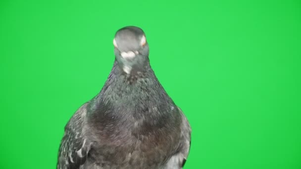 Yakın çekim. Yeşil ekranda güvercin — Stok video