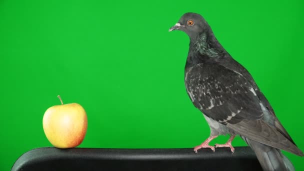 Dove on the green screen with apple — Stock Video