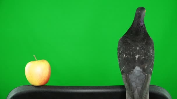 Pomba na tela verde com maçã — Vídeo de Stock