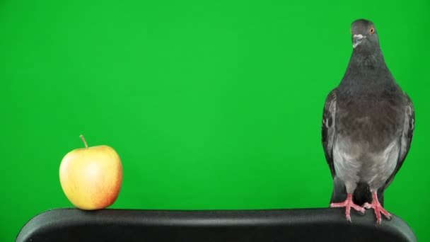 Duif op het groene scherm met apple — Stockvideo