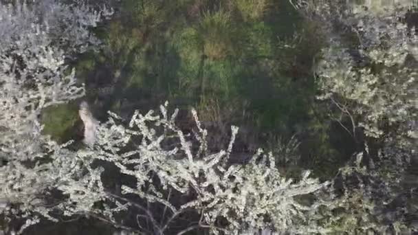 Vista aérea. Chica y cereza floreciente. La chica está caminando en la naturaleza estilo de vida floreciente jardín cerezo — Vídeo de stock