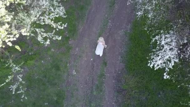 Luchtfoto. Meisje en bloeiende kersen. Het meisje is wandelen in de natuur levensstijl bloeiende tuin cherry — Stockvideo