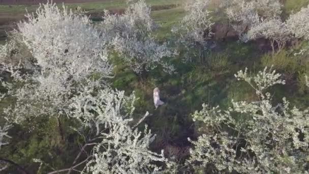 Vista aérea. Chica y cereza floreciente. La chica está caminando en la naturaleza estilo de vida floreciente jardín cerezo — Vídeo de stock