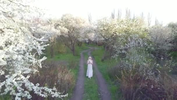 Vista aérea. Menina e cereja florescente. A menina está andando na natureza estilo de vida florescendo jardim cereja — Vídeo de Stock