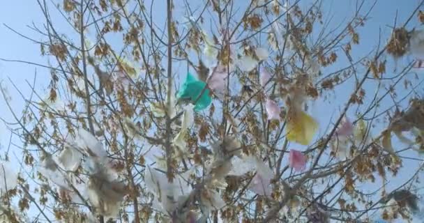 Déchets en plastique enroulés autour des plantes, branches . — Video