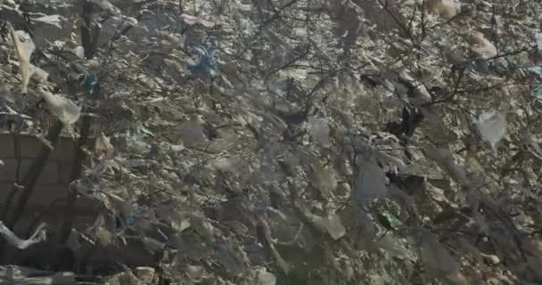Zerrissene Plastiktüten an Bäumen. Umweltverschmutzung. — Stockvideo
