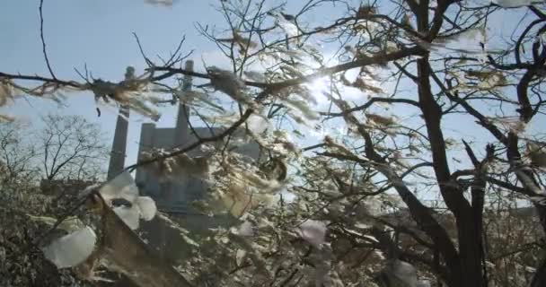 Sacs en plastique suspendus à l'arbre au lieu des feuilles. Pollution plastique . — Video