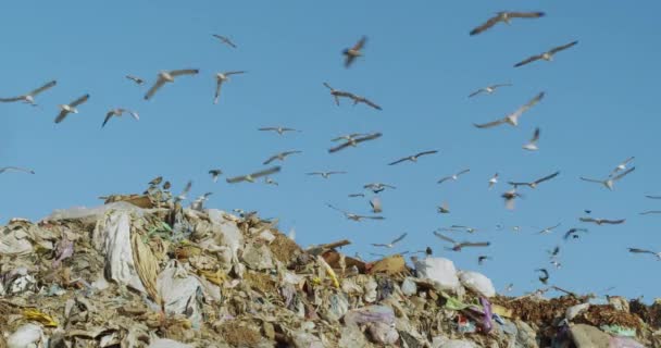 埋め立て処分場での食料のための鳥のスカベンジの眺め. — ストック動画