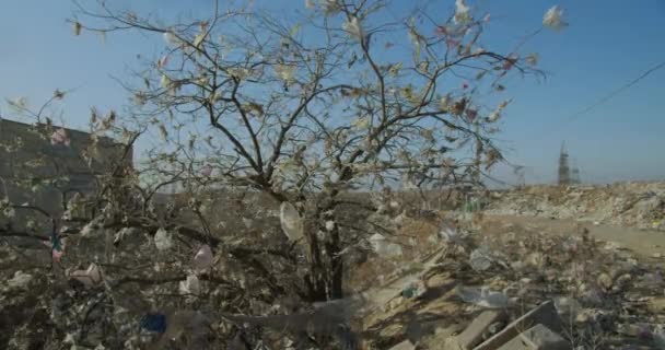 Széttépett műanyag zacskók a fákon. Ökológiai szennyezés. — Stock videók