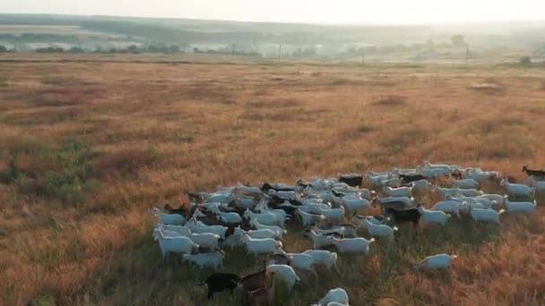 Vista aérea. Mascotas caminan tranquilamente a lo largo de pastos de campo pastoreo hierba . — Vídeo de stock