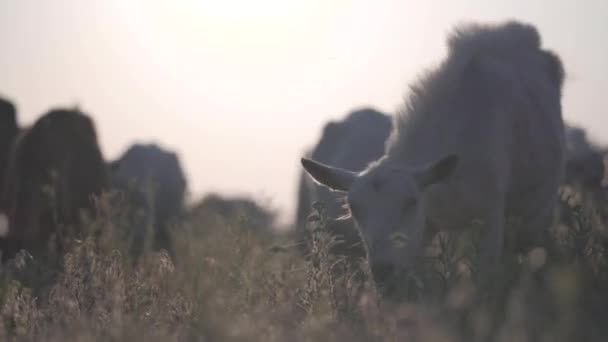 Geitenhoeder op natuurweide. Wilde dieren en planten en ecologie. — Stockvideo