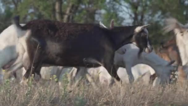 Rebanho de cabras no pasto da natureza. Vida selvagem e ecologia . — Vídeo de Stock