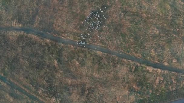 Aerial view. Goats grazing in field on farmland. — Stock Video