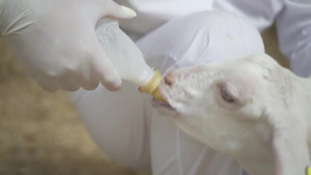 Landmanden fodring baby ged med en flaske fuld af mælk. Sund og naturlig mad i landsbyen. Lykkelige kæledyr . – Stock-video