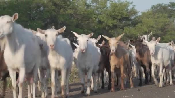 Manada de cabras caminando y pastando en un prado y come hierba . — Vídeo de stock