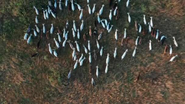 Вид с воздуха. Козы пасутся в поле на сельскохозяйственных угодьях . — стоковое видео